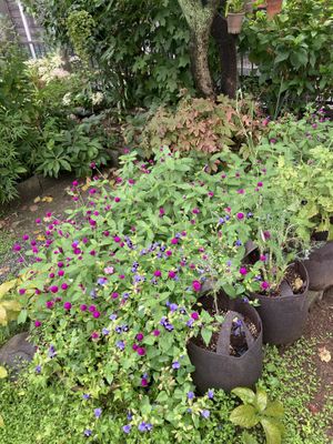   at Tombolo Twins in Kamakura