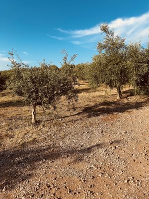   at Olive Garden - Ulika Maslinik in Krk