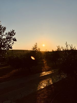   at Olive Garden - Ulika Maslinik in Krk