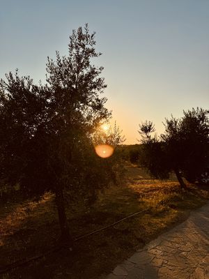   at Olive Garden - Ulika Maslinik in Krk