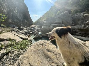 Rocco came everywhere with us  at The House in the Village in Pellumbas