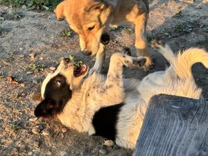 Rocco and Pellumbas  at The House in the Village in Pellumbas