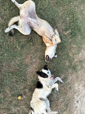   at The House in the Village in Pellumbas