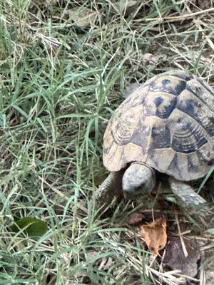  at The House in the Village in Pellumbas
