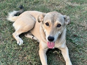 Pellumbas   at The House in the Village in Pellumbas