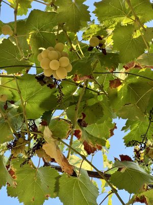   at The House in the Village in Pellumbas