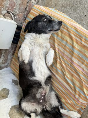 Blackie   at The House in the Village in Pellumbas