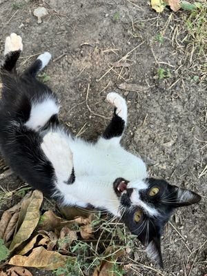 The cat Momo   at The House in the Village in Pellumbas