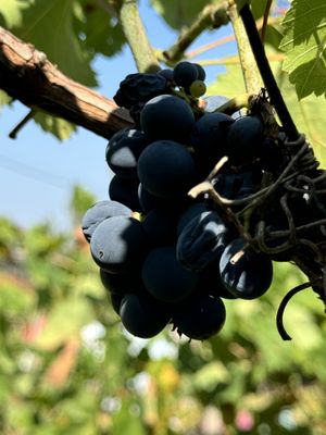   at The House in the Village in Pellumbas