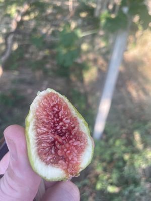 Fresh figs at the property   at The House in the Village in Pellumbas