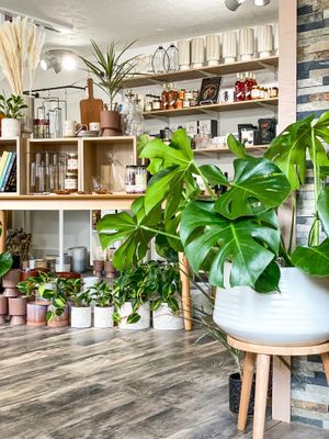  at Cleo and Kin in Pittsford