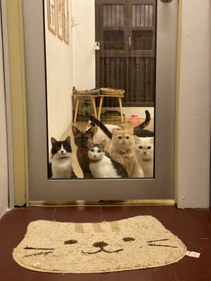   at MagiCat Kafe in Penang