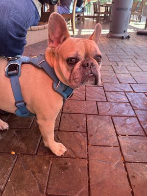 Doggie friendly  at The Sandbar Patio Grill in Boise