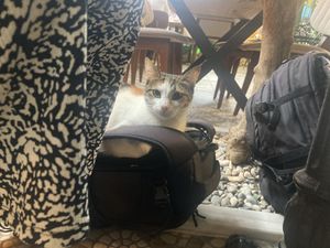 Cat on my bag!  at Olive Garden in Istanbul