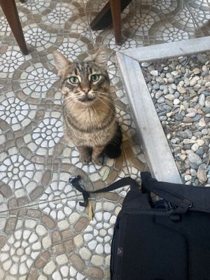 Cat  at Olive Garden in Istanbul