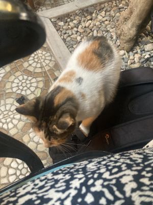 Cat on my bag (again) 😂  at Olive Garden in Istanbul
