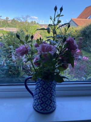 Beautiful Roses from the garden  at Loaf BnB in Berwick-upon-tweed
