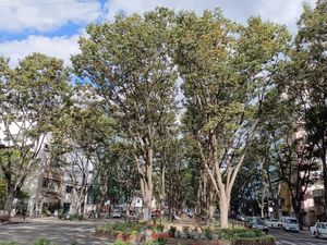 The treeline boulevard, Jozenjidori, in downtown Sendai. It's the prettiest locations in the whole city, and we are very fortunate to be located just left of the edge of this pic! at The Veggie Table in Sendai