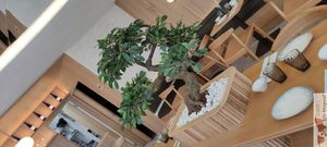 Bonsai at Bloom Sushi - Batignolles  in Paris