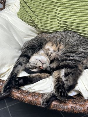   at The Cat's Whiskers in York