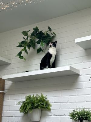   at The Cat's Whiskers in York