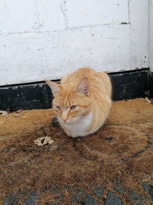 Raymond at Finley's Cafe & Sandwich Bar in Llangollen