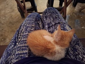  at Veganize Bohol in Tagbilaran