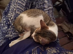  at Veganize Bohol in Tagbilaran