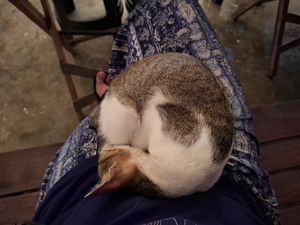  at Veganize Bohol in Tagbilaran