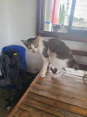  at Veganize Bohol in Tagbilaran