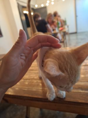 A rescue kitten at Veganize Bohol in Tagbilaran