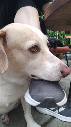 Perrita muy mona y gordi que te acompaña mientras desayunas a ver si cae algo #Veganuary at Buttercup by Rosie's Cafe  in Hoi An