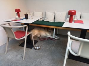 Outside area with sleeping, full up hound!!  at BEKIND. in Zagreb