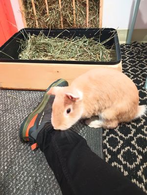Felix loved me at The Bunny Cafe in Vancouver