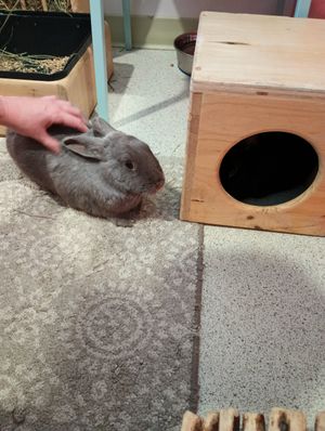 Grey bun bub at The Bunny Cafe in Vancouver