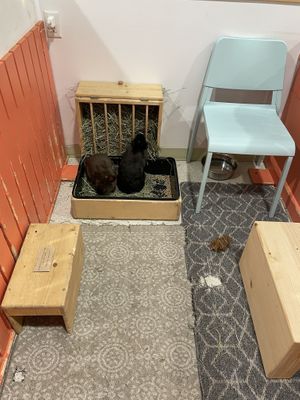   at The Bunny Cafe in Vancouver
