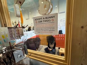 Adopt one today!!!  at The Bunny Cafe in Vancouver