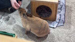 Super cute bunnies 🐰   at The Bunny Cafe in Vancouver