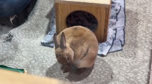 Bunnies inside the enclosure   at The Bunny Cafe in Vancouver