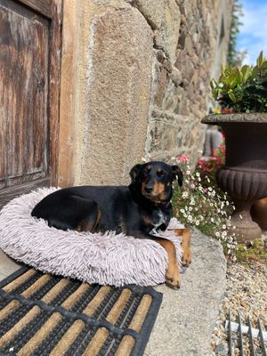 Princess of the house! at Chambres d'hôtes Cornec in Ploubazlanec