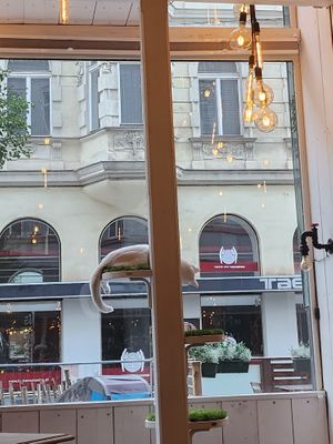  at Barista Cats in Vienna
