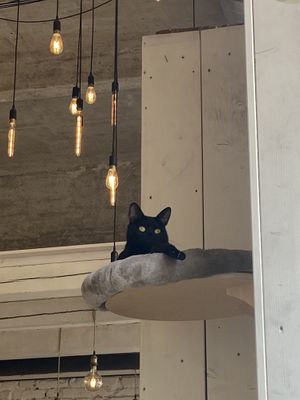   at Barista Cats in Vienna