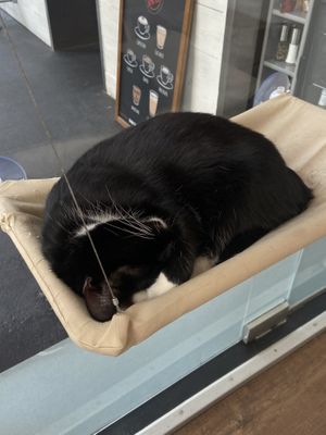   at Barista Cats in Vienna