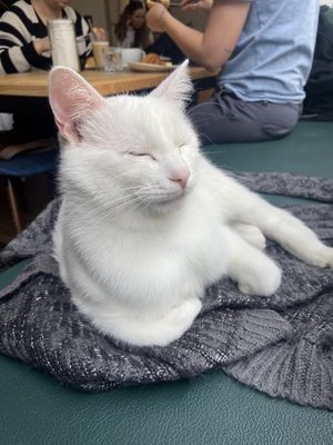   at Barista Cats in Vienna