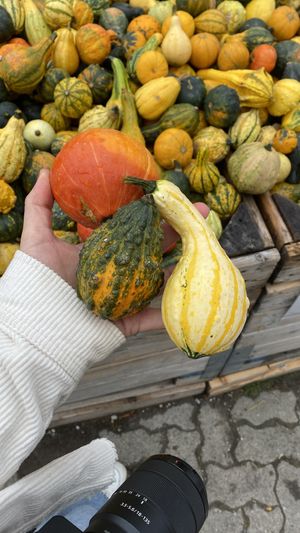Pumpkin Festival  at Jucker Farm in Seegraben