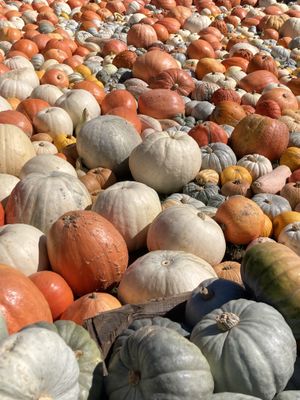   at Jucker Farm in Seegraben