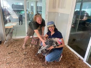 Ayurvedic Vegan Doctor Joshi meeting our resident turkey: Handsome she does vegan cooking class events here and Ayurvedic consultations via zoom or Whatsapp.
775-460-3969 at Divine Grace Colon Hydrotherapy and Massage Retreat Reno NV RV park in Reno
