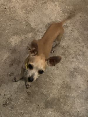   at La Casa de Enrico in Flores