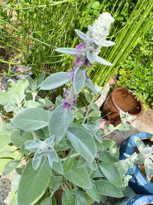 Garden in summer. at Koyasan Space in Wakayama