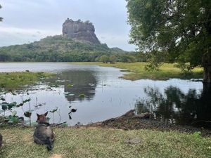 The view of the famous Sigiriya Rock from the restaurant at Soul Food  in Sigiriya